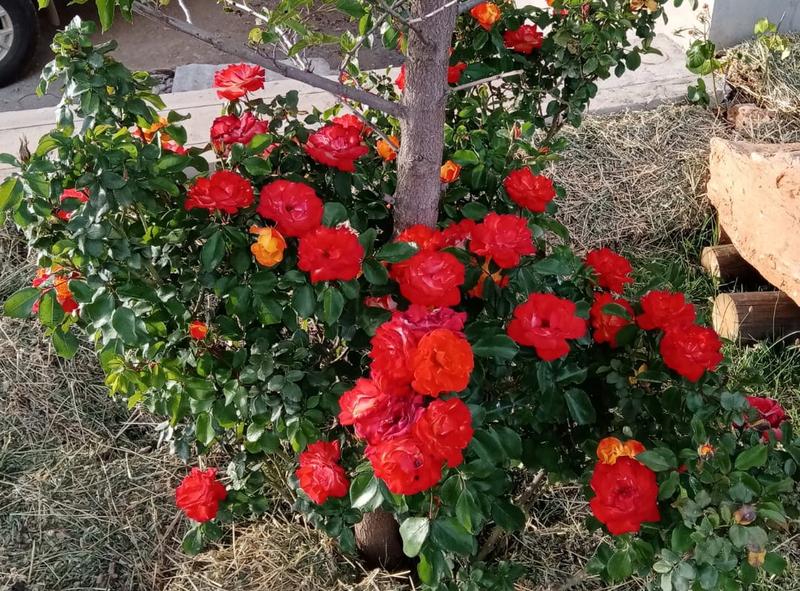 3 Bedroom Property for Sale in Oudtshoorn Rural Western Cape